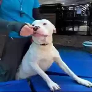adoptable Dog in Roswell, GA named Pho