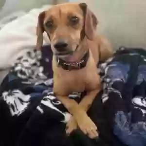 adoptable Dog in Trenton, MI named Mabel