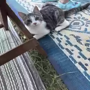 adoptable Cat in Lorain, OH named Penny