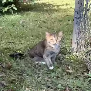 adoptable Cat in Albany, GA named Mocha