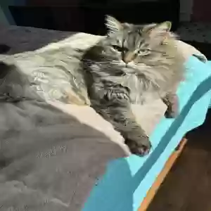 adoptable Cat in Granite Falls, NC named Kira