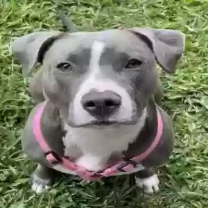 adoptable Dog in North Richland Hills, TX named Sophie