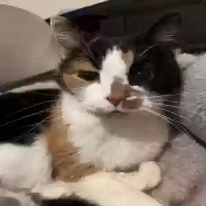 adoptable Cat in Chicago, IL named Cricket