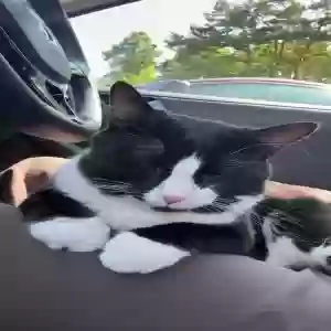 adoptable Cat in Easton, PA named Little Man