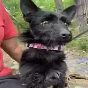adoptable Dog in Lithia Springs, GA named Onyx