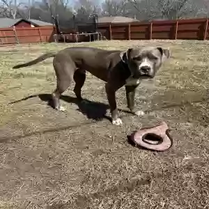 adoptable Dog in Topeka, KS named Archer