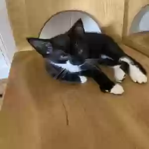 adoptable Cat in Somers, CT named Bear