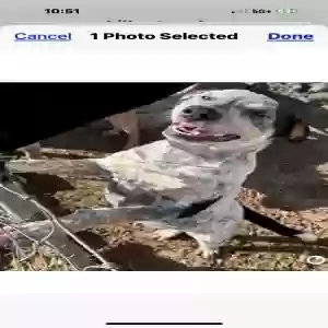 adoptable Dog in Vacaville, CA named JellyBean
