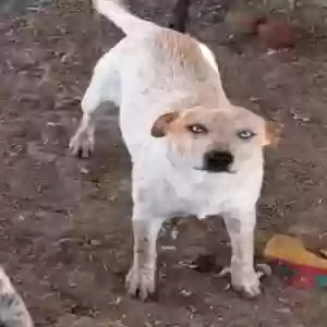 adoptable Dog in Vacaville, CA named Ms. Blue Eyes