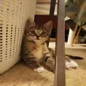adoptable Cat in Athens, GA named Dakota