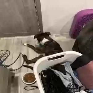 adoptable Dog in Pryor, OK named Unknown