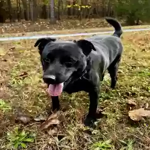 adoptable Dog in Star, NC named Scout