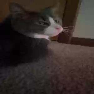 /images/pets/original/2185349_35961_IMG_1343.webp