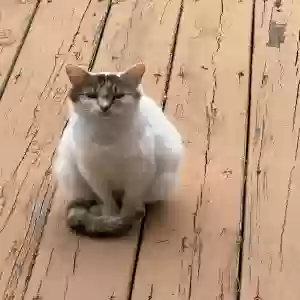 adoptable Cat in Herrin, IL named Peaches a stray cat & her 4 kittens