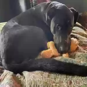 adoptable Dog in Rome, GA named Ed
