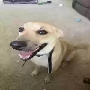 adoptable Dog in Idaho Falls, ID named Indie