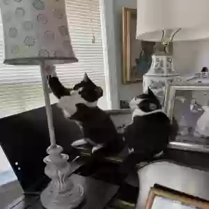 adoptable Cat in Decatur, GA named Silky