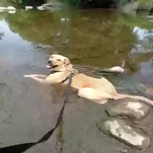 adoptable Dog in Park River, ND named Winnie