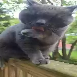 adoptable Cat in Bristol, CT named Church and salem