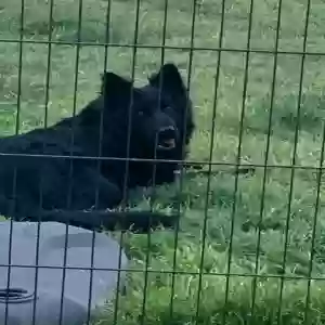 adoptable Dog in Moody, TX named Pitch