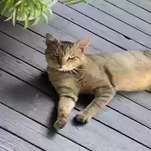 adoptable Cat in Queens Village, NY named Juniper