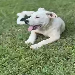 adoptable Dog in Cleveland, GA named Melbourne