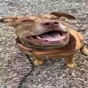 adoptable Dog in Louisville, KY named Lola
