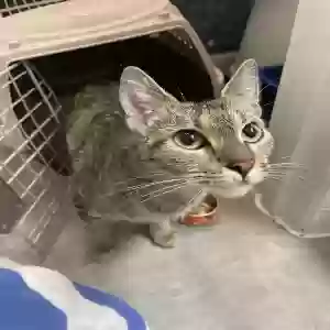 adoptable Cat in Stone Mountain, GA named Mimikyu