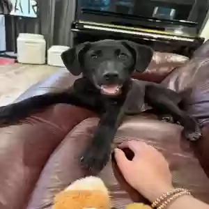 adoptable Dog in Athens, GA named Roxie