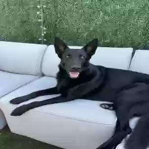 adoptable Dog in Tucson, AZ named Harley