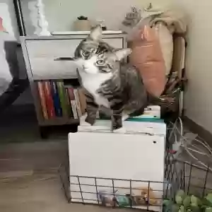 adoptable Cat in Minneapolis, MN named Henrie