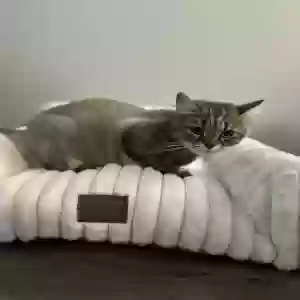 adoptable Cat in Stamford, CT named Selina