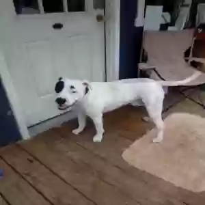 adoptable Dog in Coker, AL named Oreo