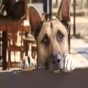 adoptable Dog in Whitney, TX named Ocho