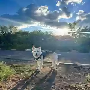 adoptable Dog in Cottonwood, AZ named Vlad