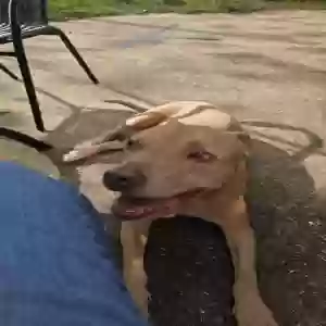 adoptable Dog in Perry, GA named Jamison