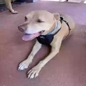 /images/pets/original/2185422_actual_two.webp