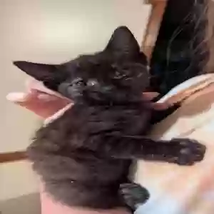 adoptable Cat in Clayton, NC named Kitty