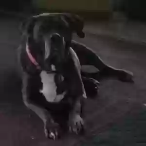 adoptable Dog in Detroit, MI named Unknown