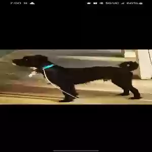adoptable Dog in Marietta, GA named Honcho