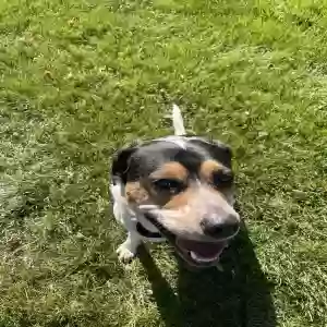 adoptable Dog in Ypsilanti, MI named Snoopy