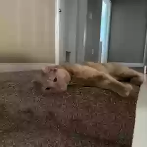adoptable Cat in Highland, MI named Pancakes