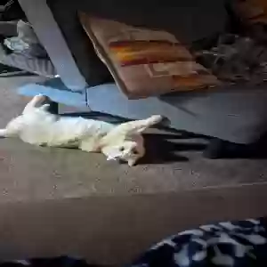 adoptable Cat in Bath, NY named DOS