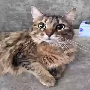adoptable Cat in Travis Afb, CA named Elsa