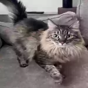 adoptable Cat in Travis Afb, CA named Kali