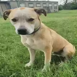 adoptable Dog in Llano, TX named Levi