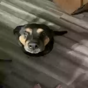 adoptable Dog in Flower Mound, TX named Charlie