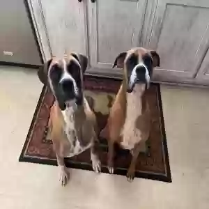 adoptable Dog in Covington, GA named Stella and Lilly