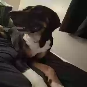 adoptable Dog in Indianapolis, IN named CLYDE