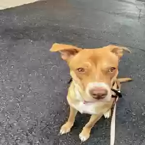 adoptable Dog in Arverne, NY named China